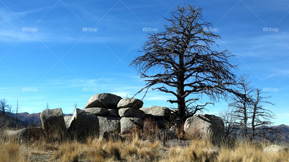 Dead Tree and Boulders