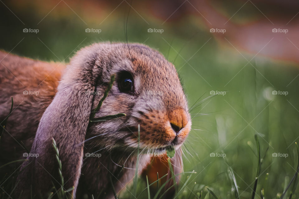 Autumn rabbit 🍁