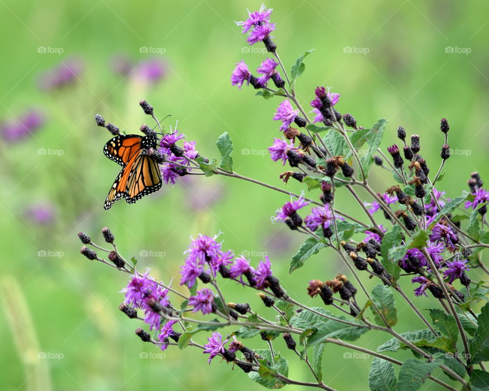 Wild Flowers & Monarch Butterfly