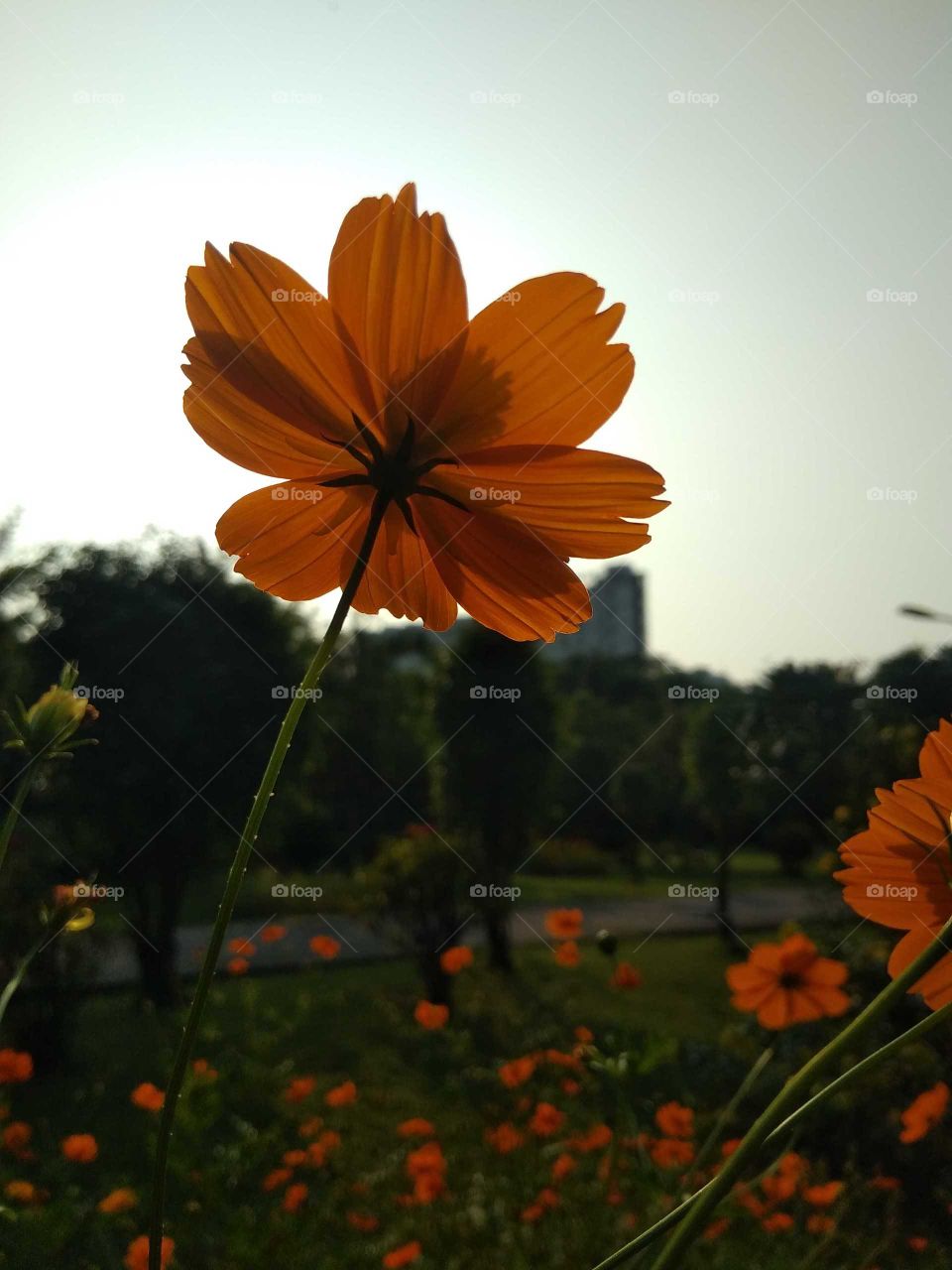sulfur cosmos flower in nature