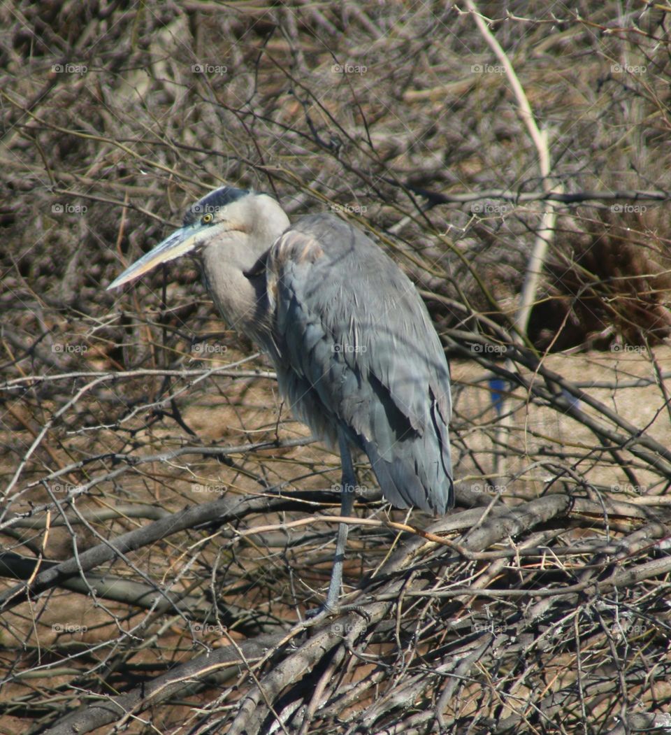 Great Blue Heron in Branches