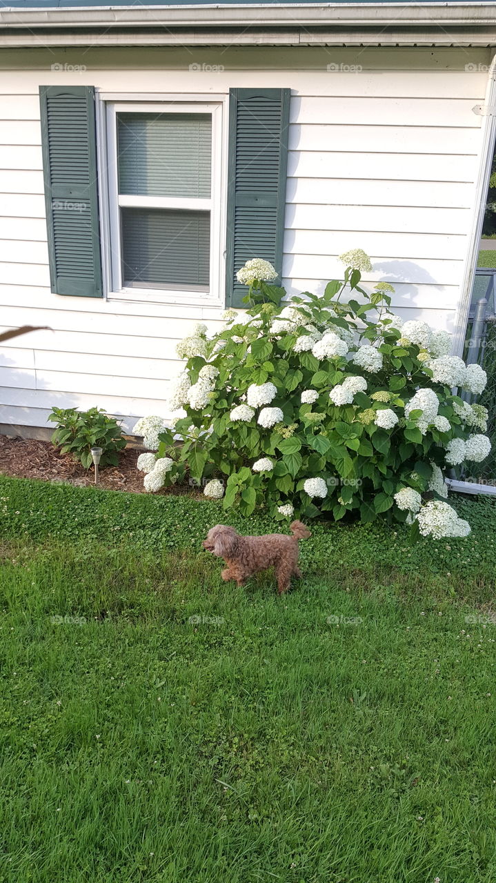 A poodle enjoying a walk in the yard, by a beautiful Snowball plant.