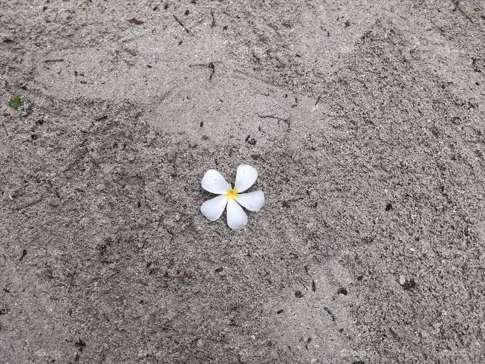 A single orchid blossom on a raked patches of sand on a tropical island. 