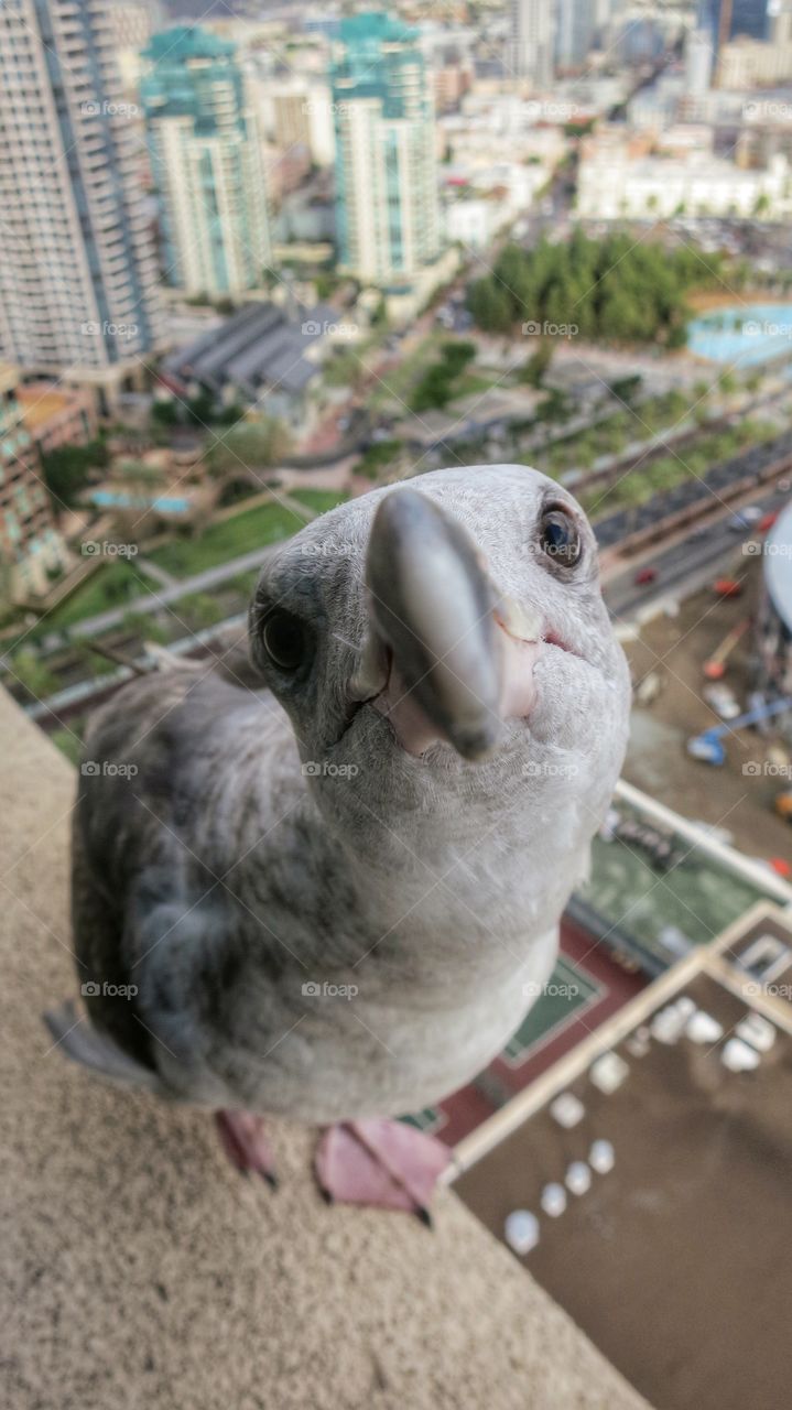 A grey seagull chilling on the ledge.