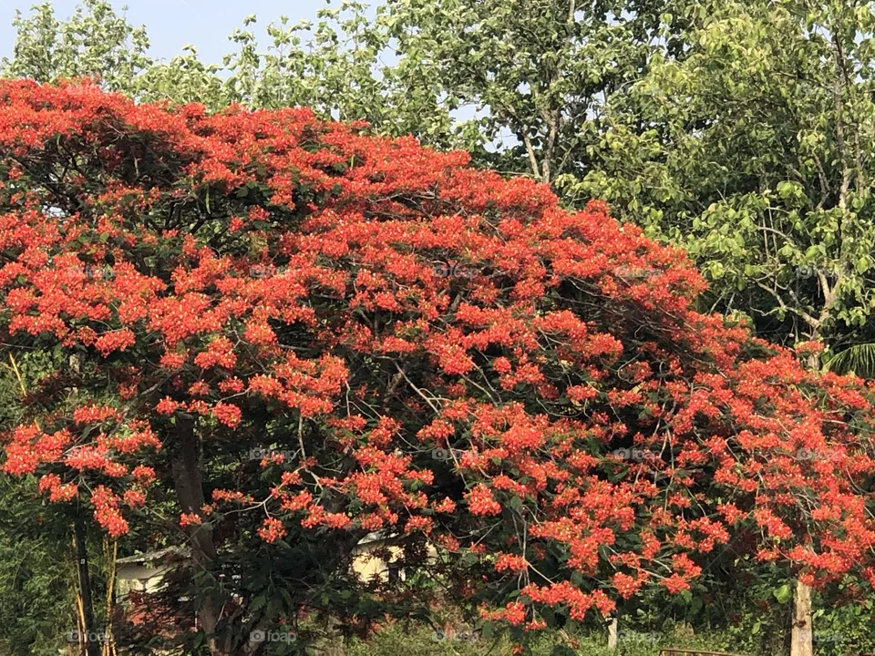 Flower 