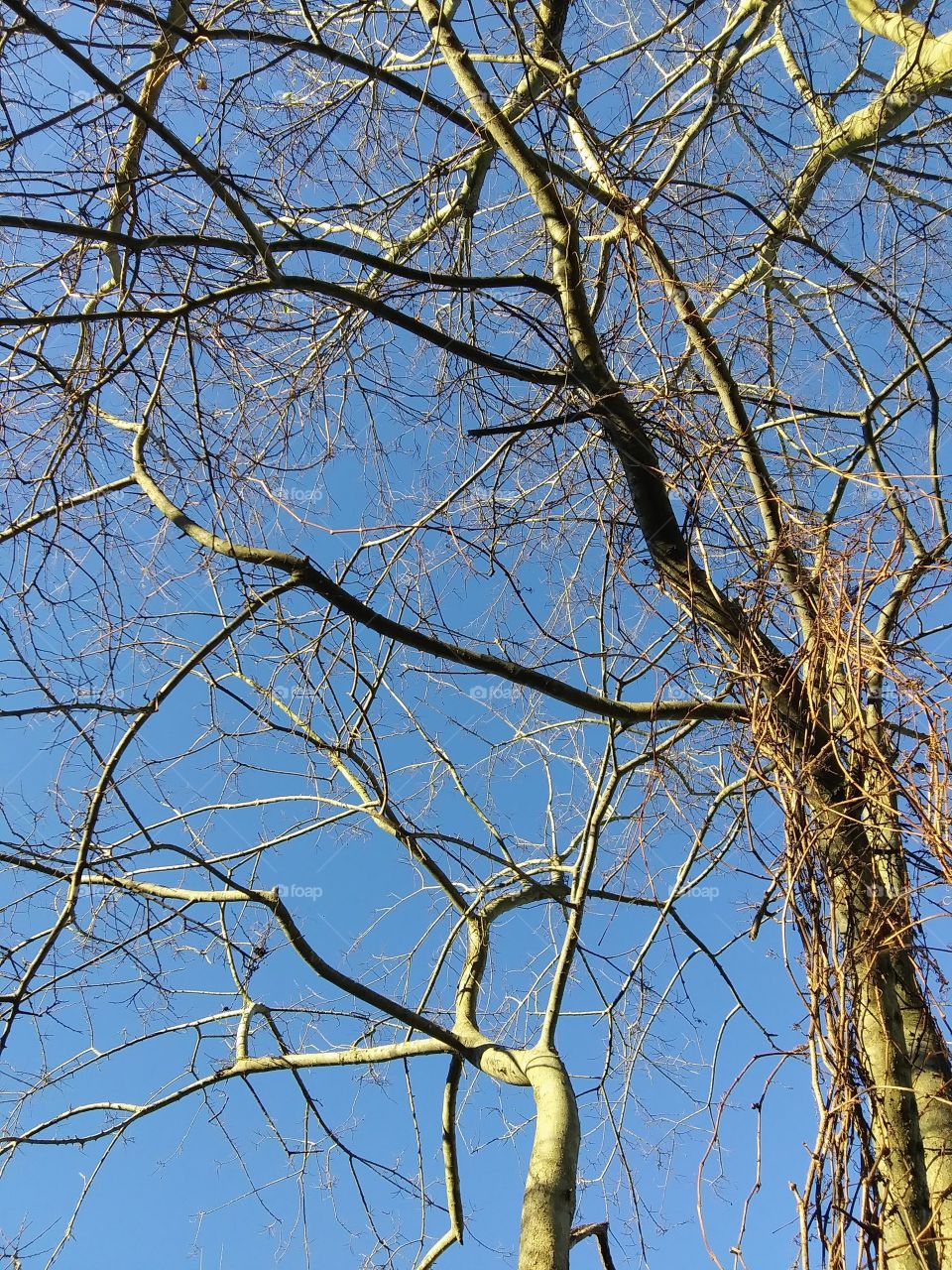 tree branches on a sunny afternoon