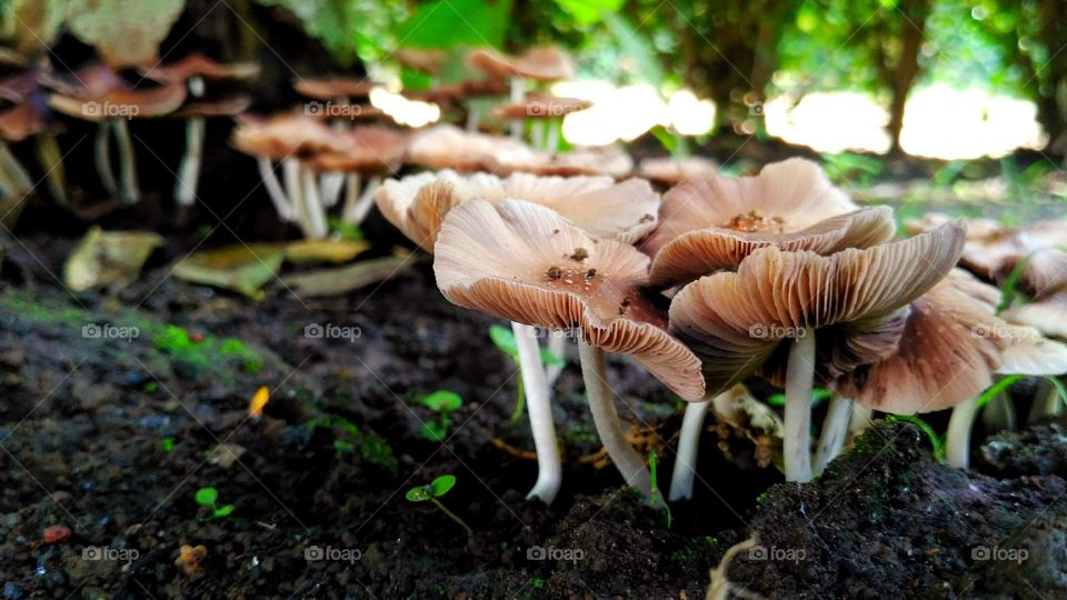 a group of mushroom grows together under trees