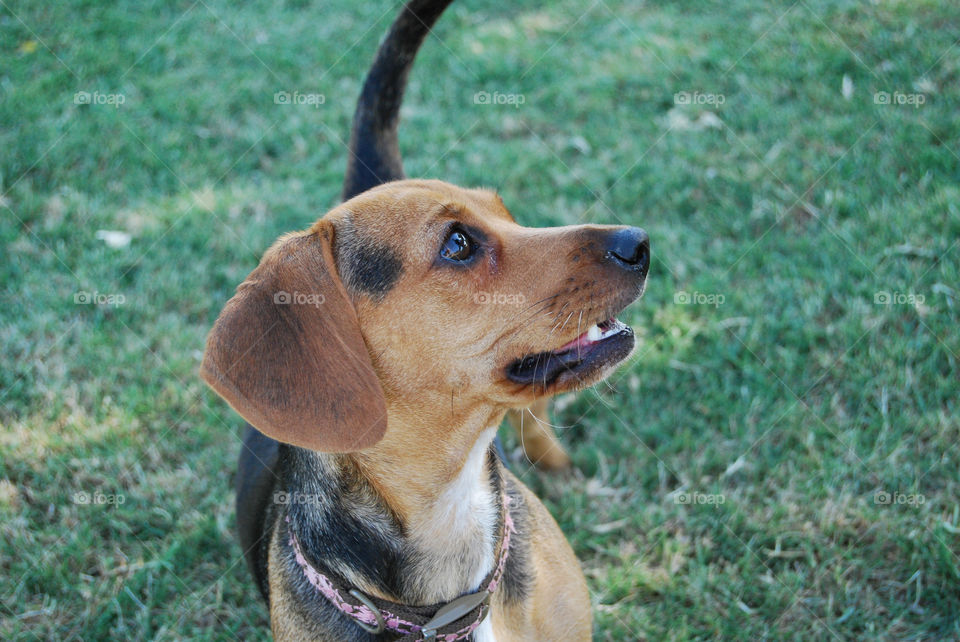 Young dachshund during playtime.