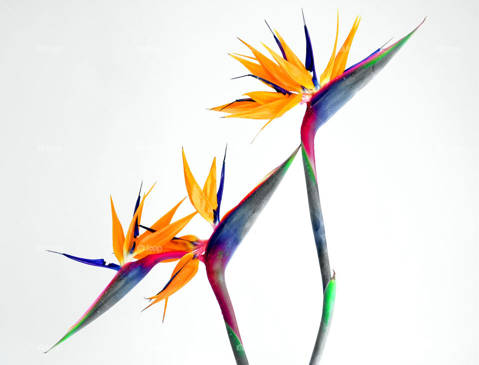 Bird of paradise