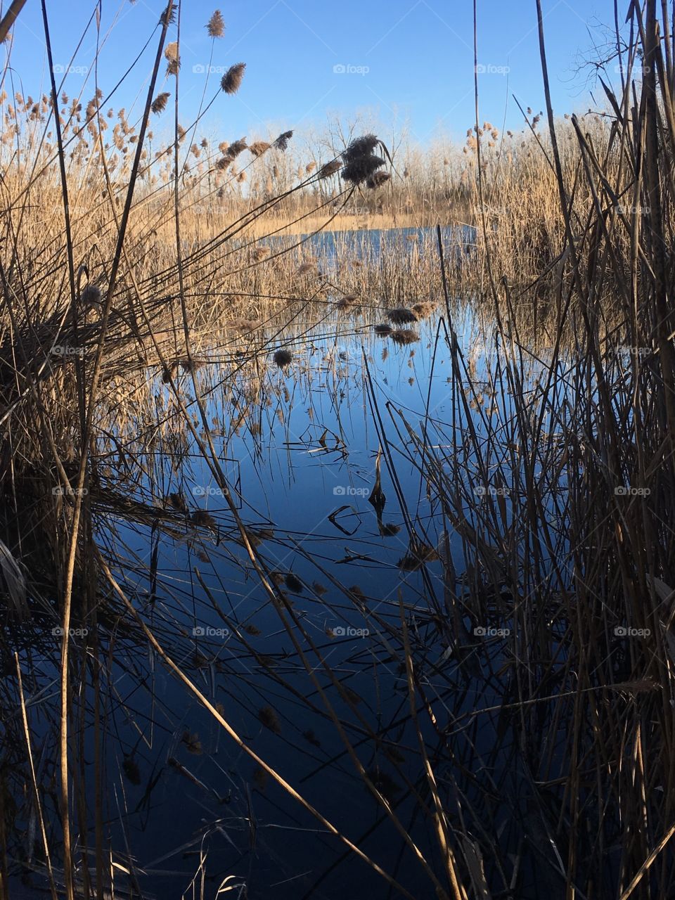 Marsh in winter