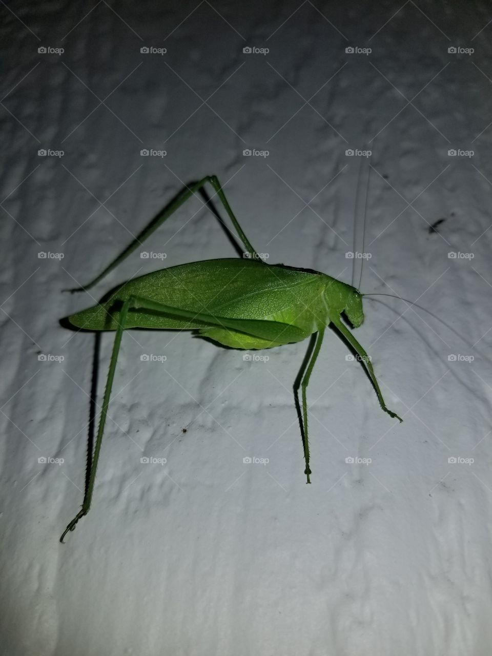 insect