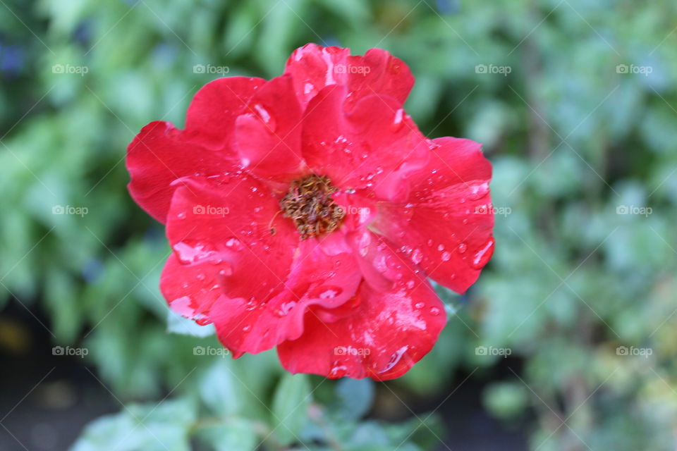 red flower with water drops