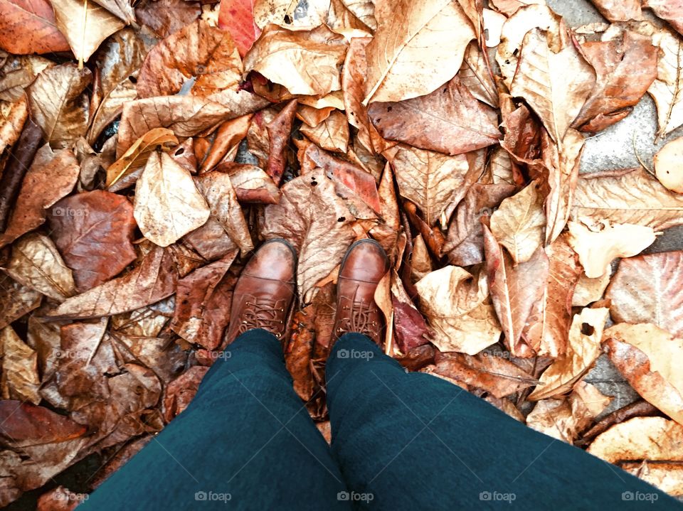 Dried leaves scattered on the ground