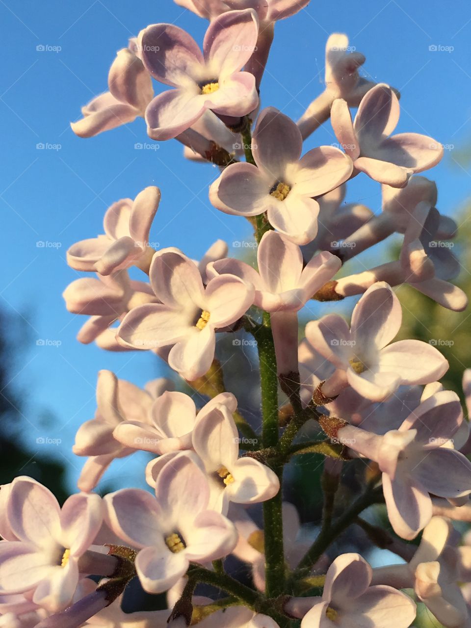 the lilac blossomed