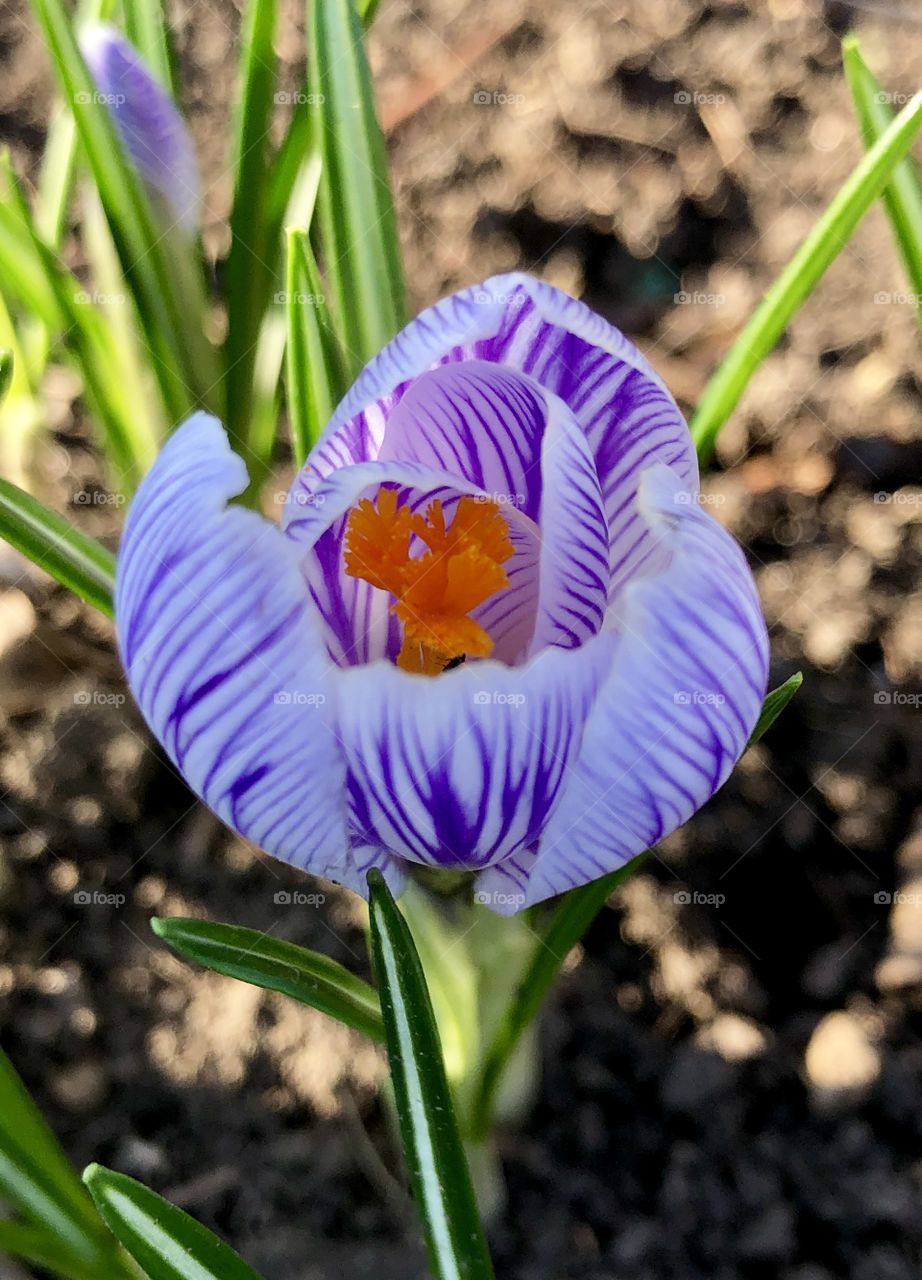 Crocus 
