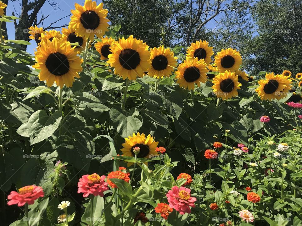 Sunflower party