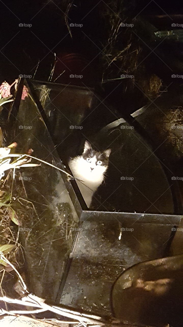 cat in a fish tank