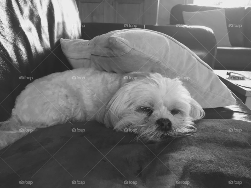 Having rearranged the cushions for maximum comfort, princess pooch is ready for her beauty sleep. 