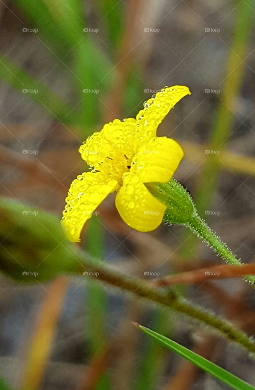 tiny yellow flower