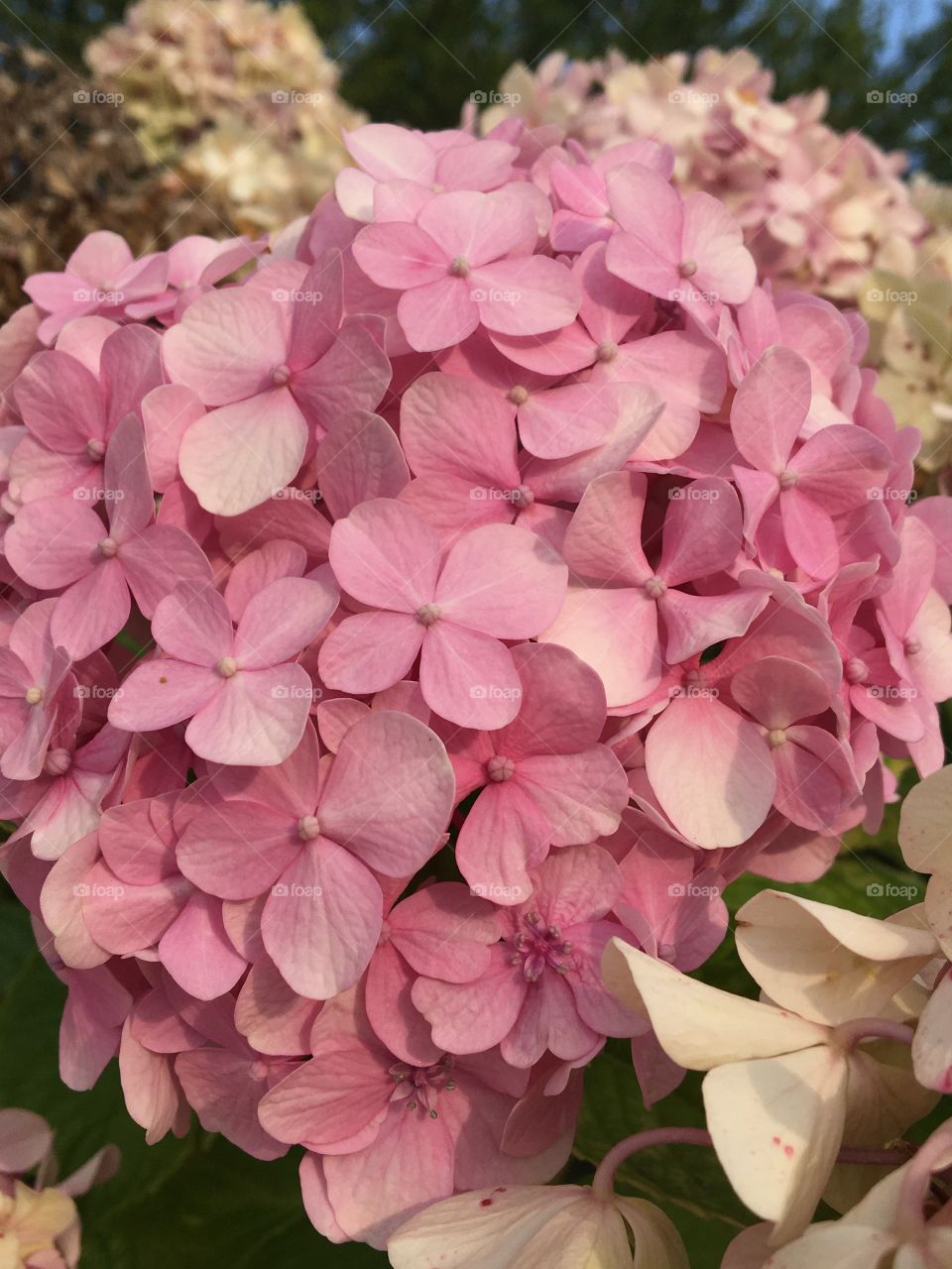 Last flowers of hydrangeas in garden