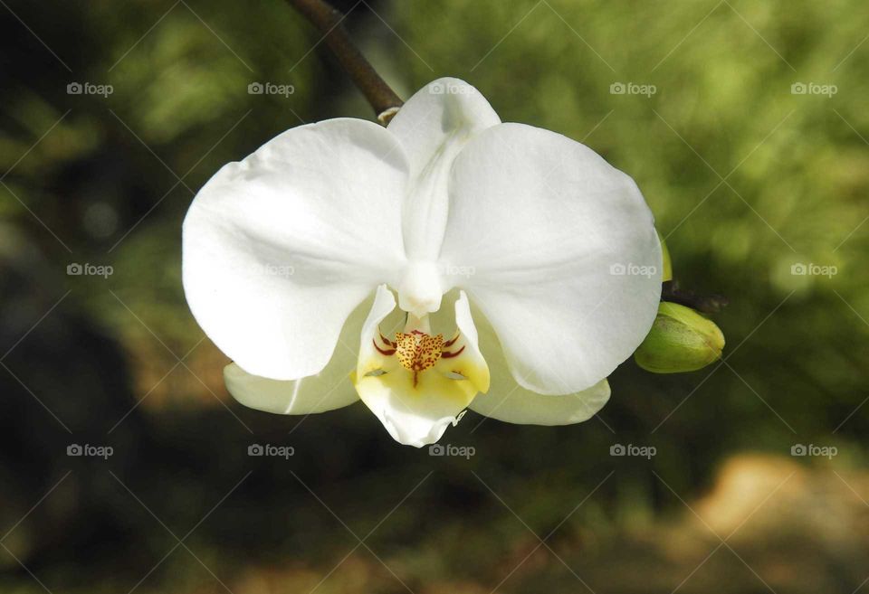 A white orchid in the garden