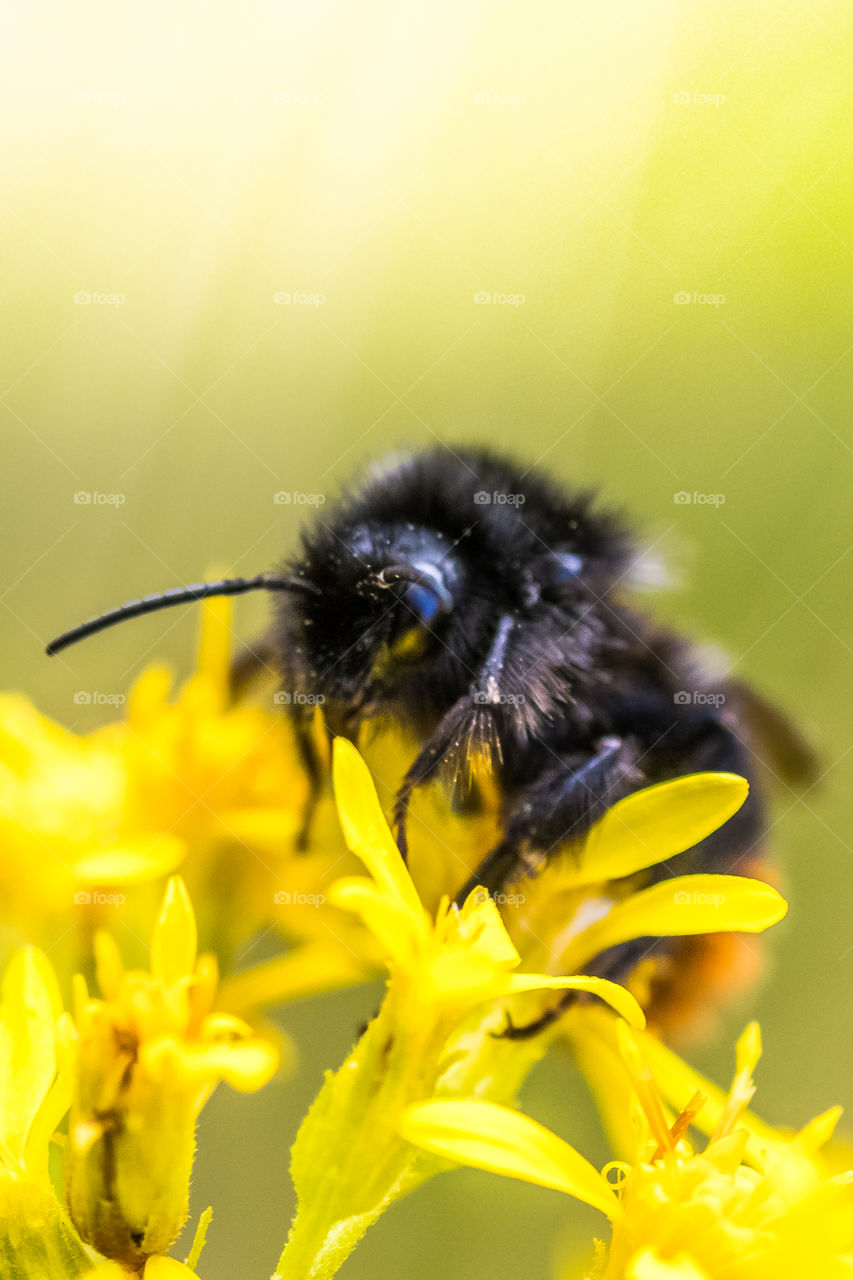macro photo of a bumblebee on a yellow flower in the meadow. check out the bug eyes