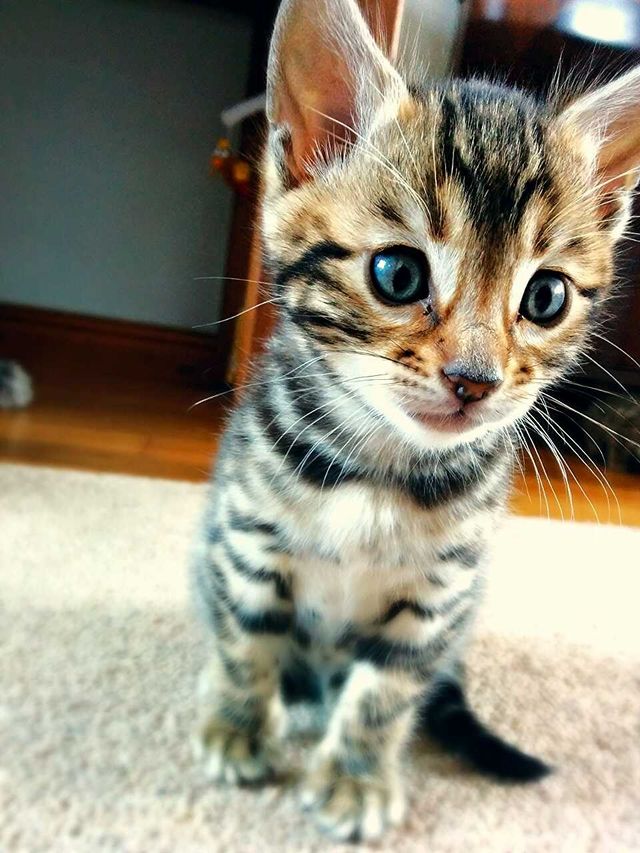 Baby Bengal