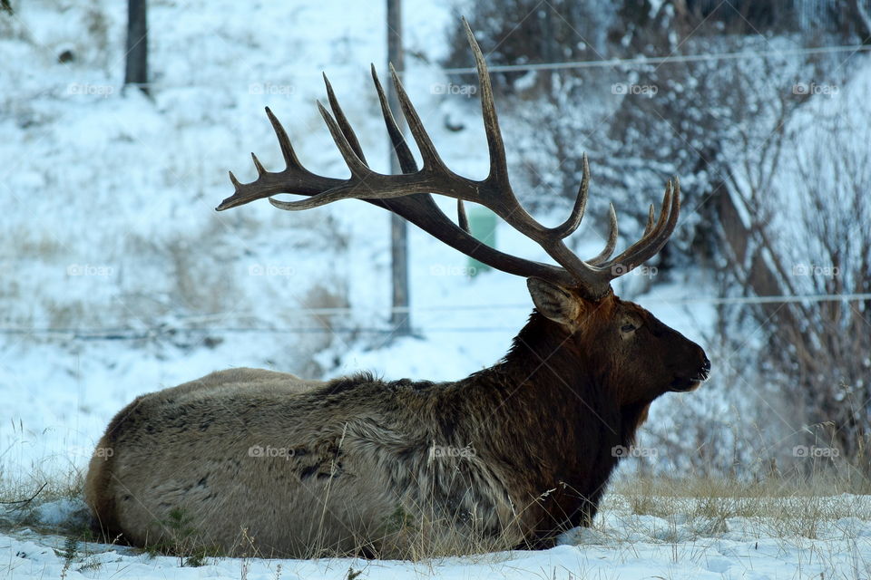 Close-up of a stag lying on snow