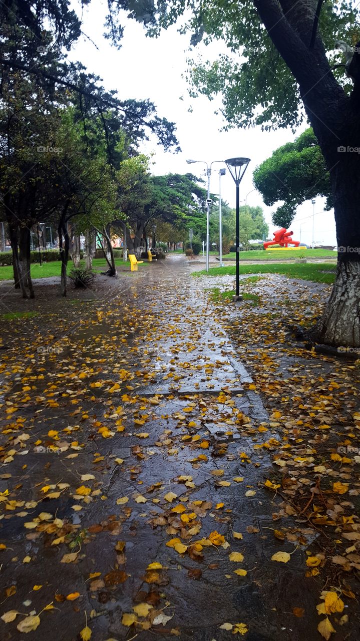 Rain Park