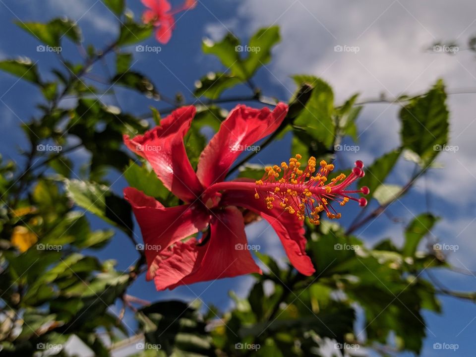 This was a picture I took a while back on my Redmi note 8, a lovely portrait of an eye catching flower in Jamaica .