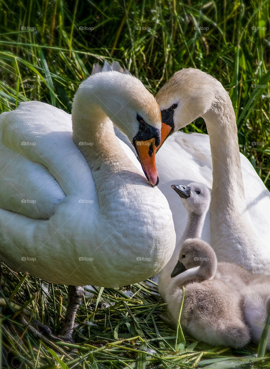 2 adult swans with their cygnets 