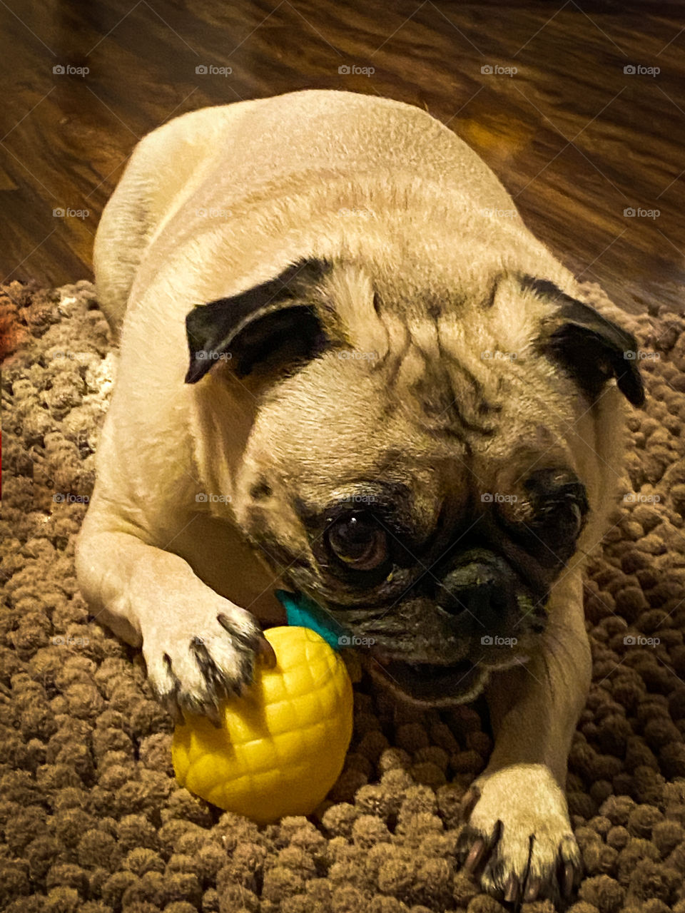 Izzy pug plays with her toy