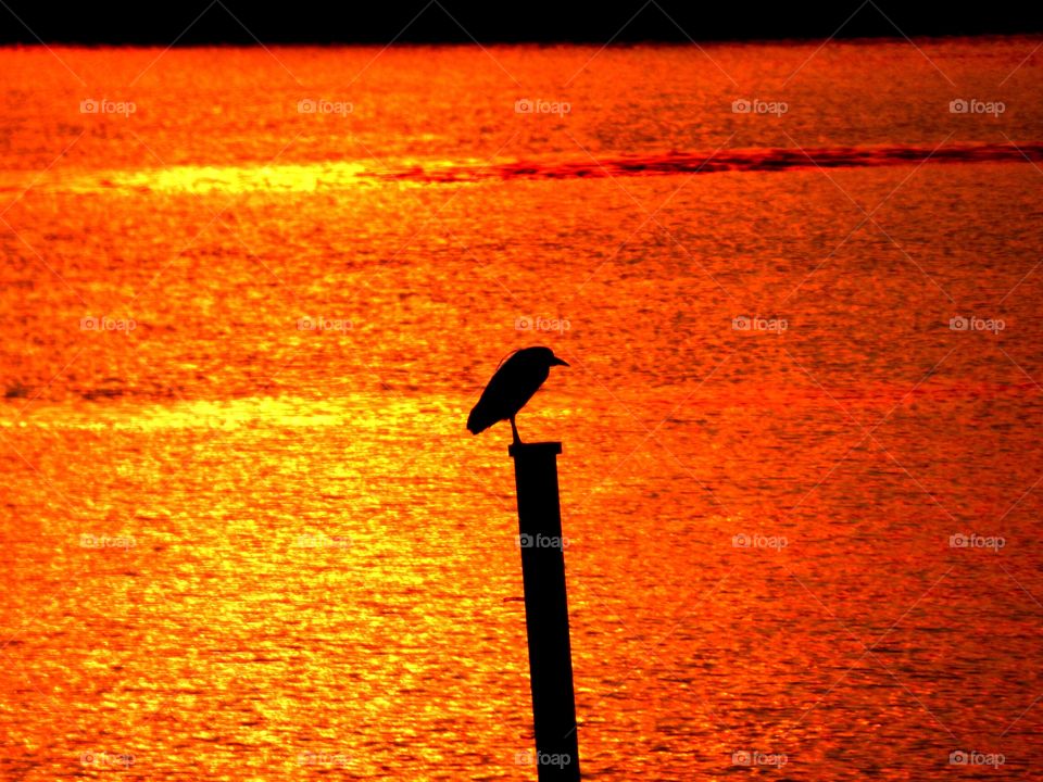 Bird at sunset