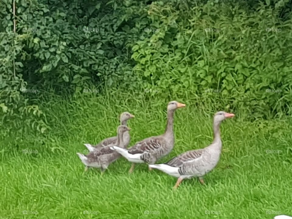 Wild geese, in run on the green grass. two adults and 2 small geese. How cute! Outdoor wildlife.