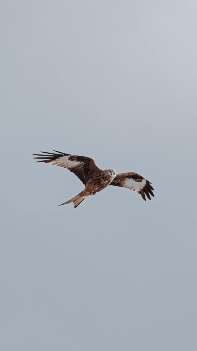 Eagle