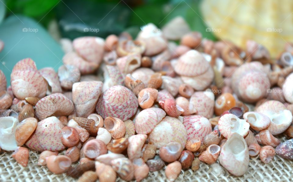 Shell, Seashell, Texture, Desktop, Nature