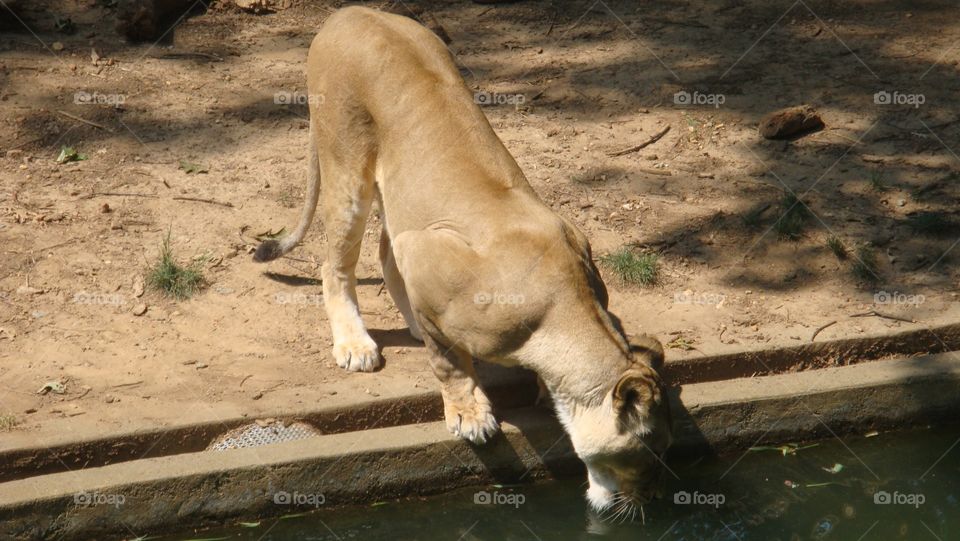 Thirsty lioness 