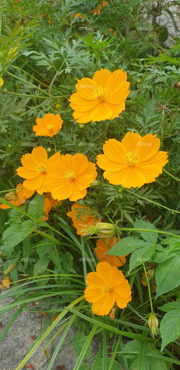 beautiful wild plant with soft and delicate orange flower.  looks like a bouquet of flowers