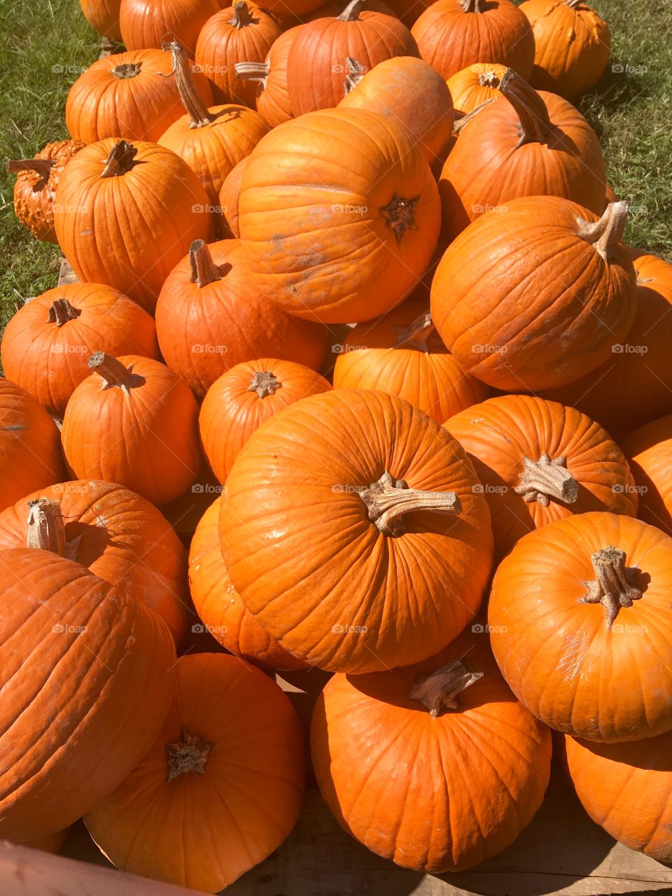 It’s pumpkin season. 🤗