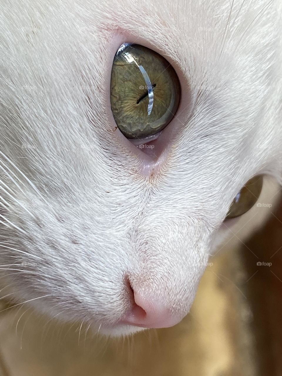 Close up on the cat’s face and eyes 