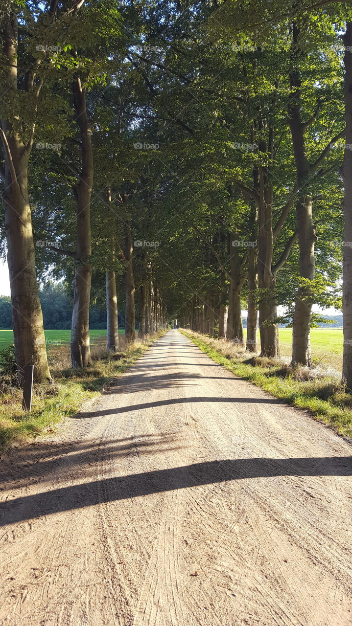 sand road with trees in summer