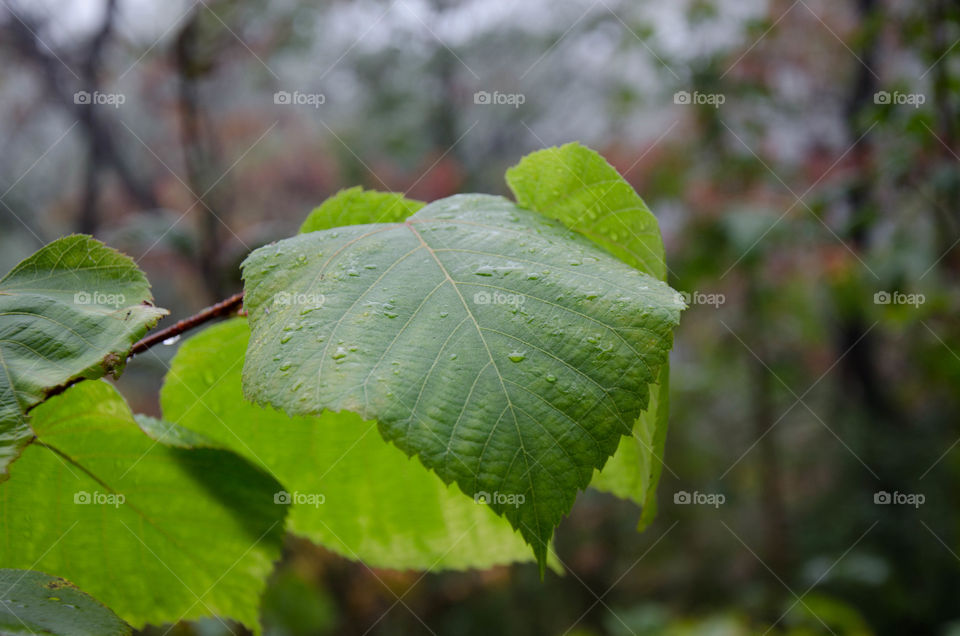 Selected green leaf on a branch in the forest 