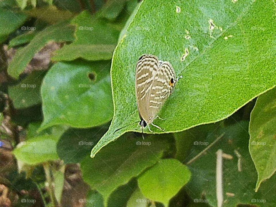 A beautiful little butterfly perched on a leaf