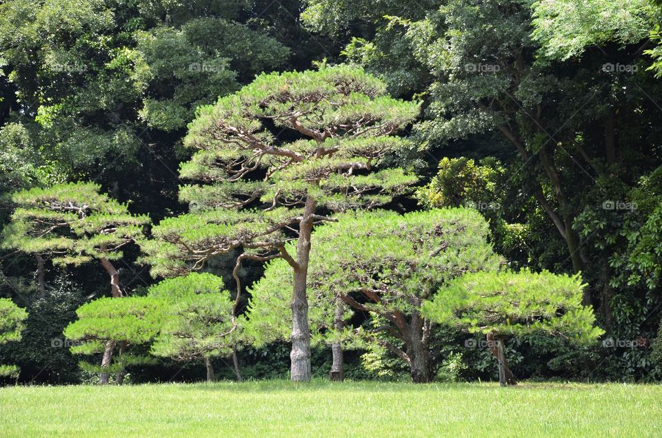 Tree in the park.  Japanese garden.