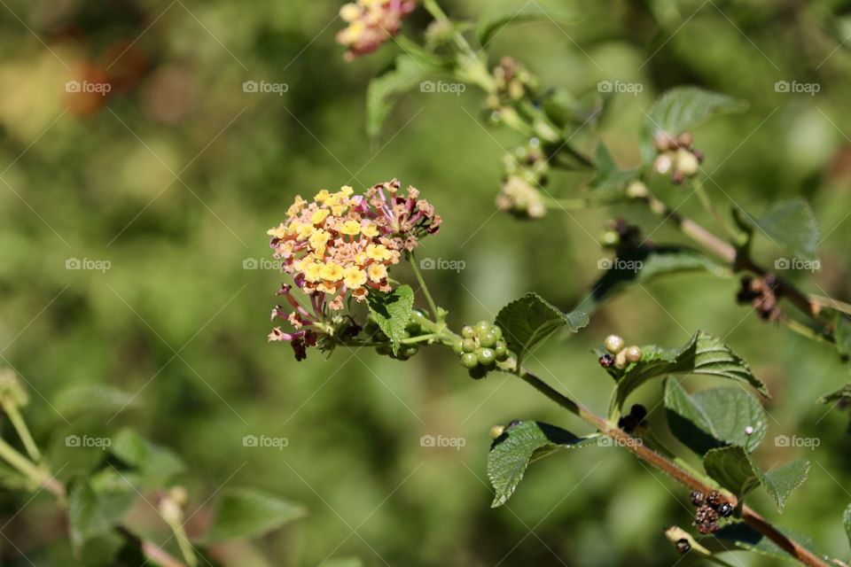 Cluster blossoms
Of the lantana shrub blurred garden fauna background 