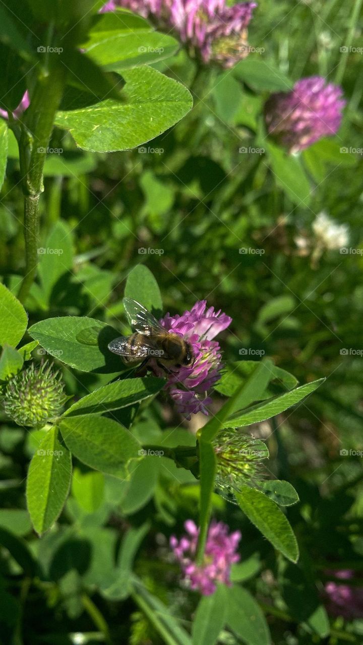 a bee collects pollen