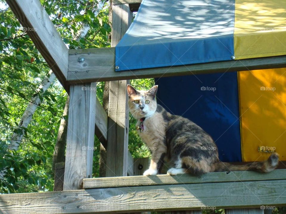 Cute Cat (Mitzi) playing near the Lakes edge, birds eye view