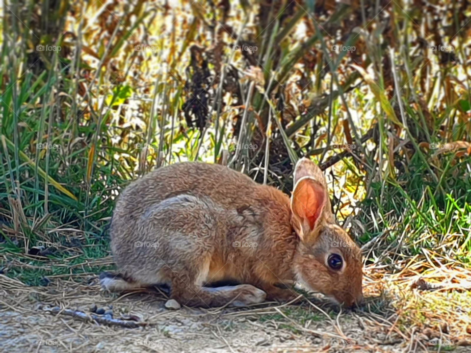 Bunny Eating