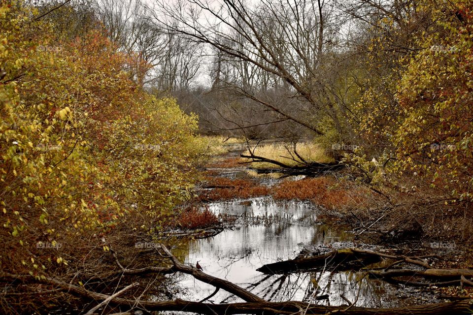 A cold creek runs through what remains of the fall foliage