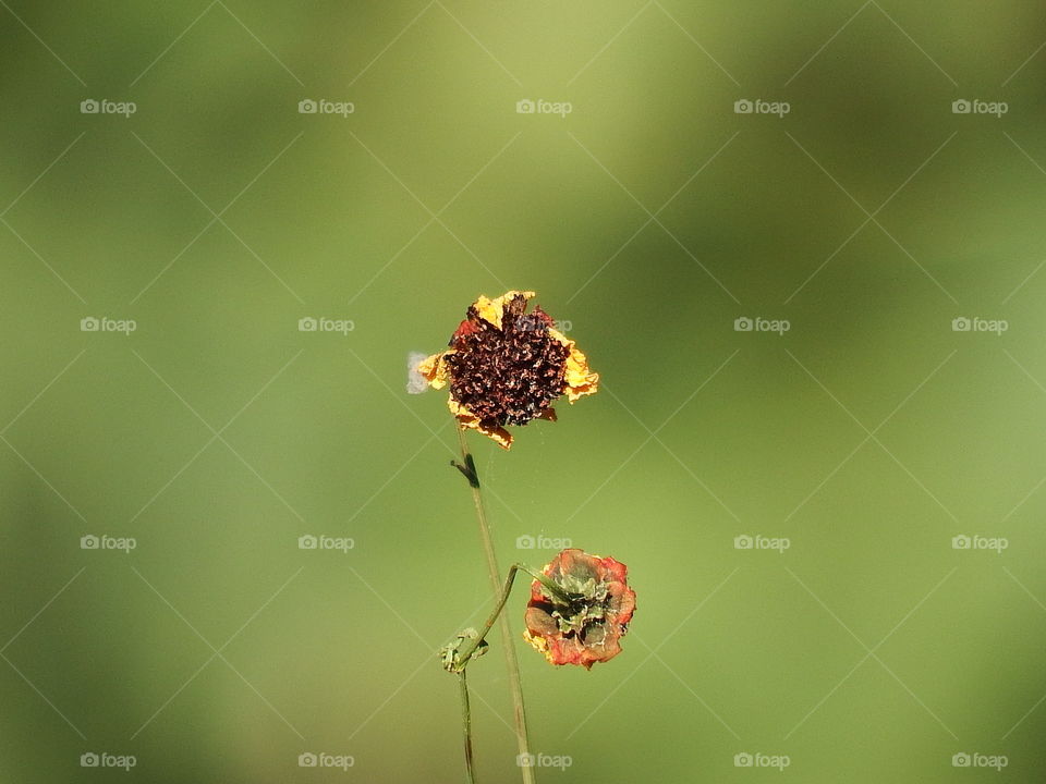 Two yellow flowers against blurred green background.